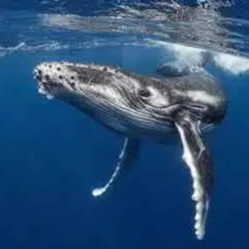 WHALES