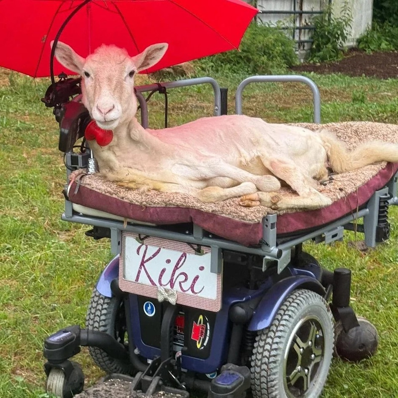 KIKI