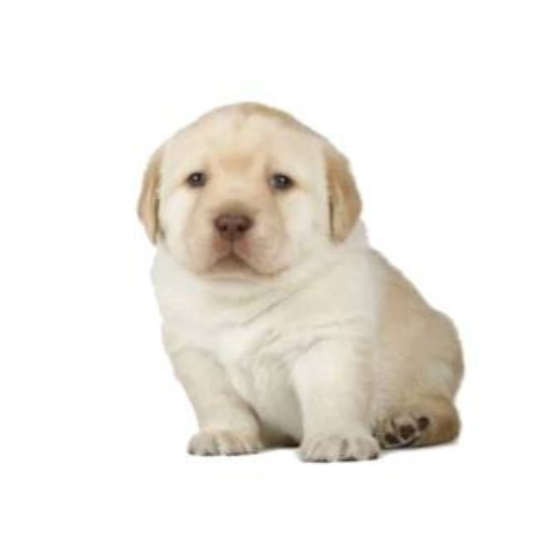 Perro