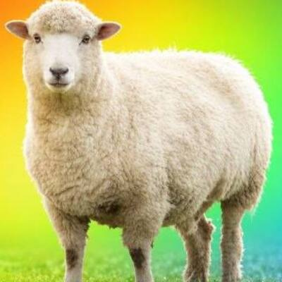 SHEEP