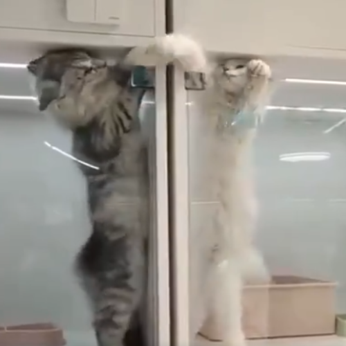 PVPCATS