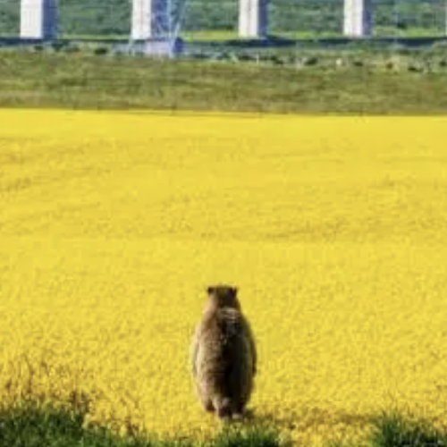 旱獭