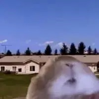 Hamster