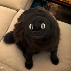 nitro