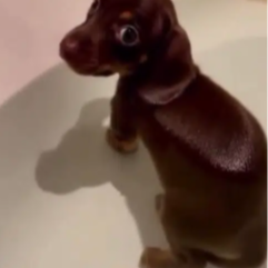 Fartdog logo