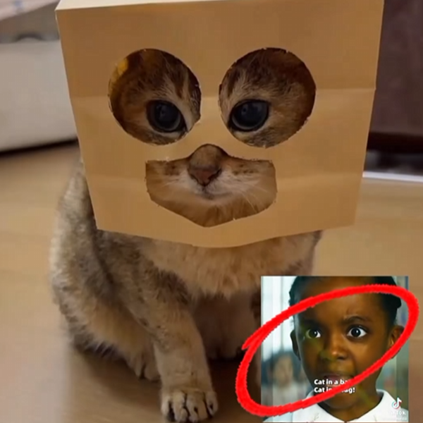 CatInBag