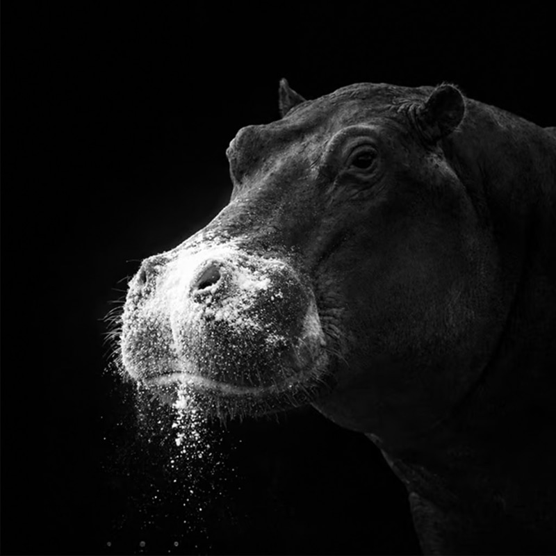 The Cocaine Hippo logo