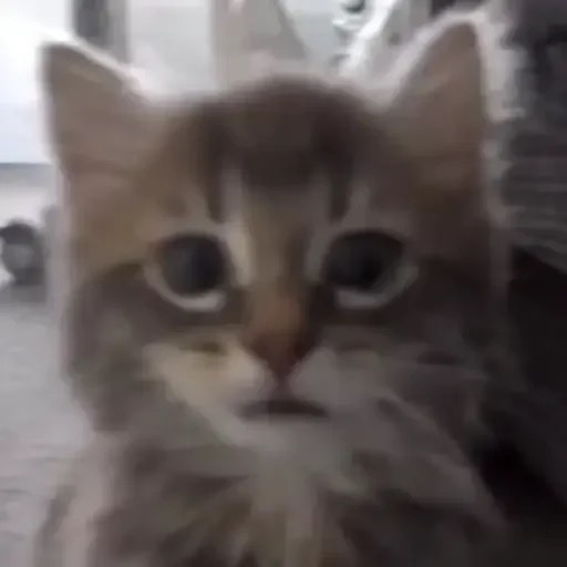 Dingus