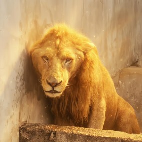 Neo