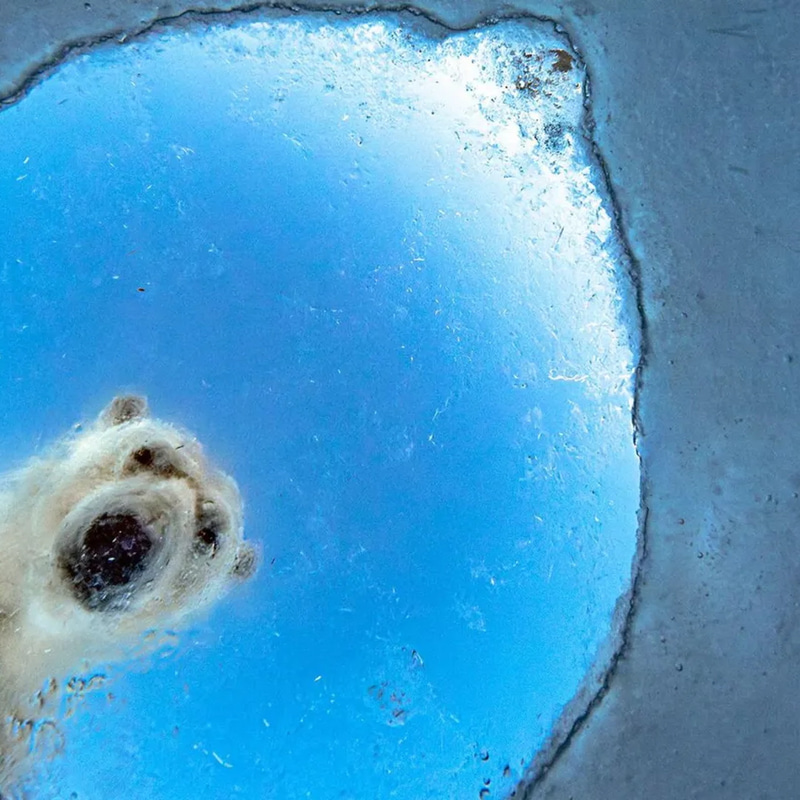 The Nosy Polar Bear logo