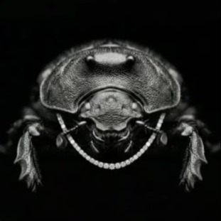 The Bug logo