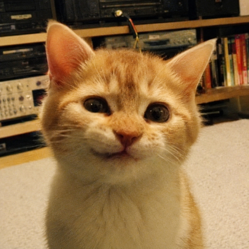 First Crypto Cat logo