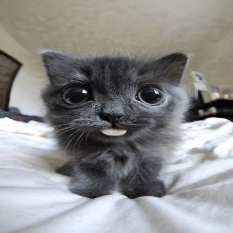 blep