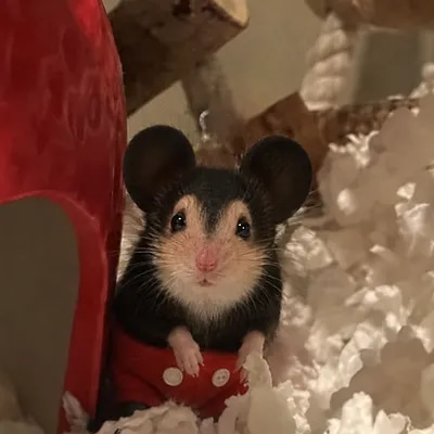 Mickey