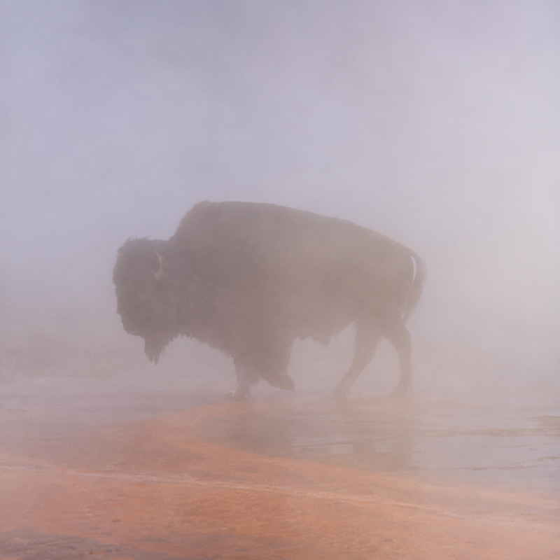 Bison
