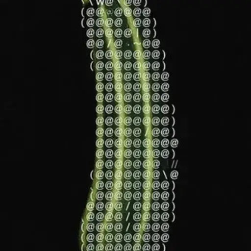 zucchini