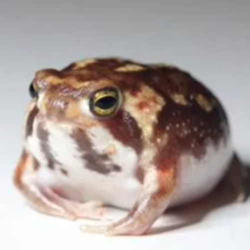 RainFrog