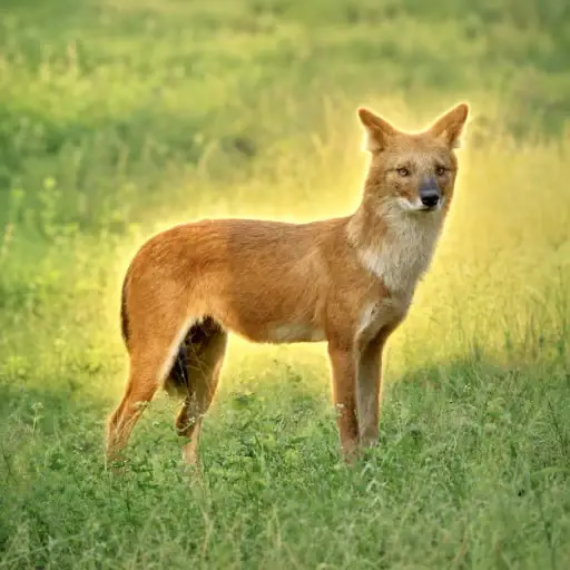 Dhole