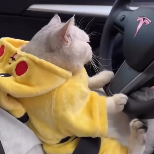 Pikachu Cat logo