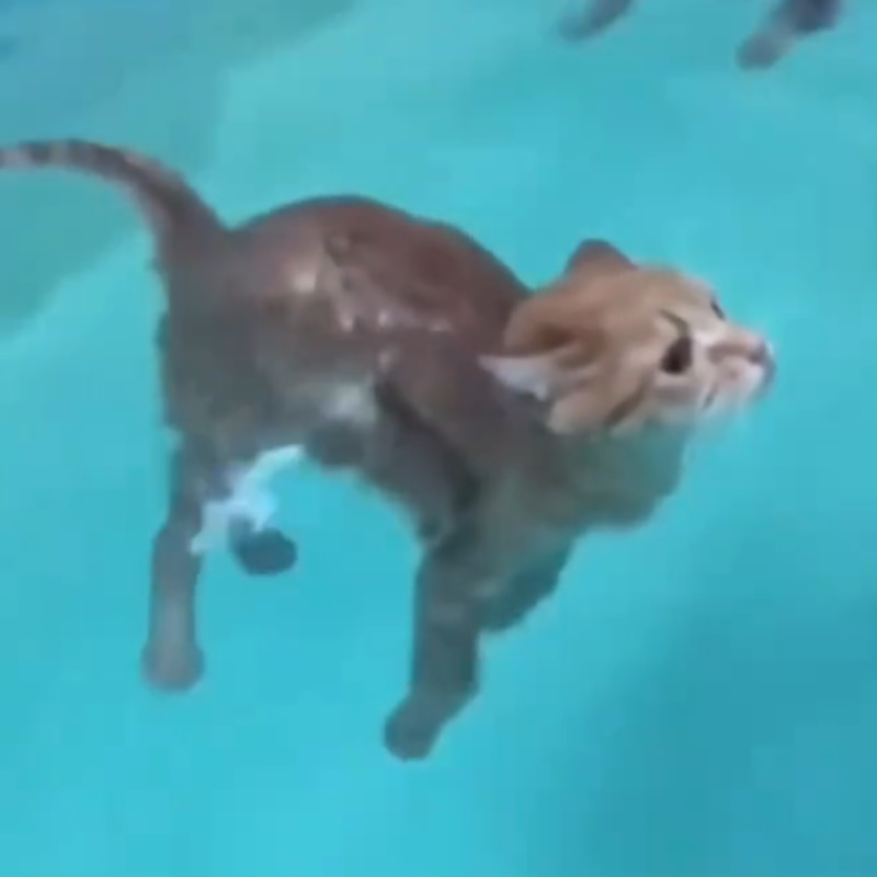 HYDROCAT