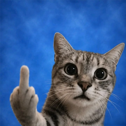 fuckcat
