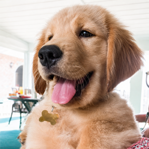 The Golden Retriever logo