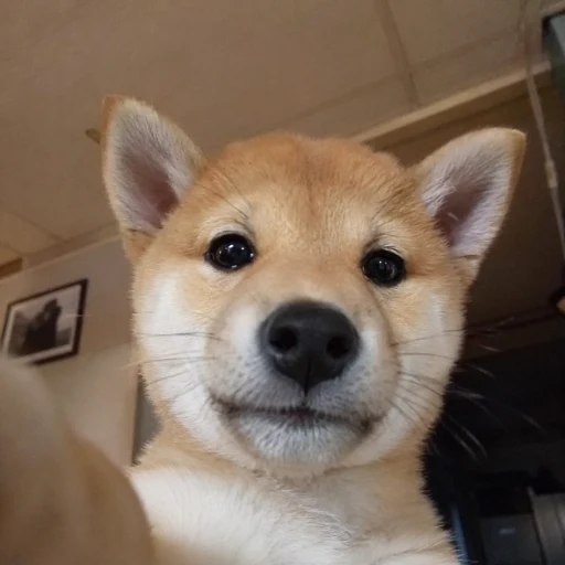 NI