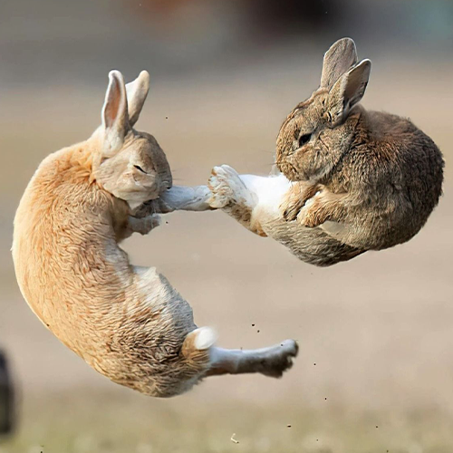 KUNGFU