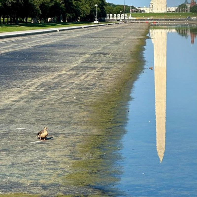 Duck