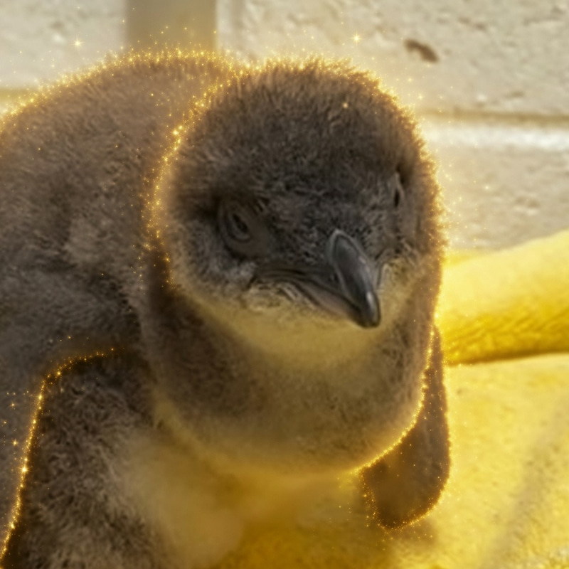 The Eclipse Penguin logo