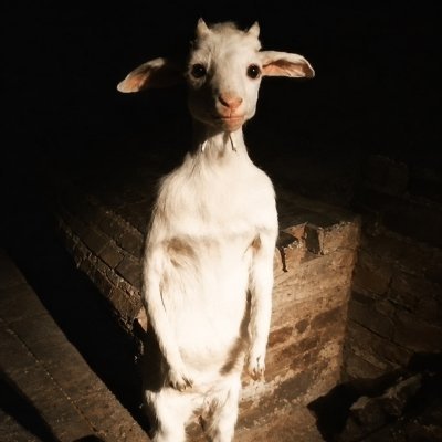 poorgoat