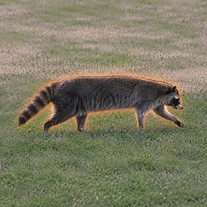 racoooooon