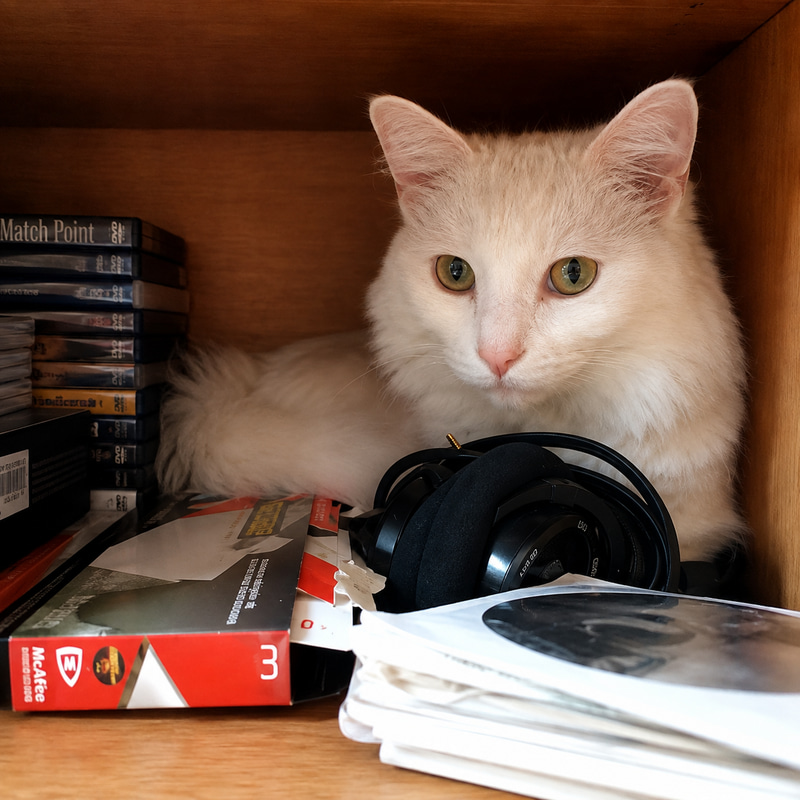 Cat In A Box logo