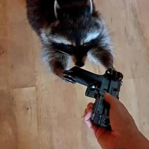 crime