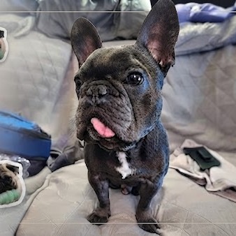 Gizmo 