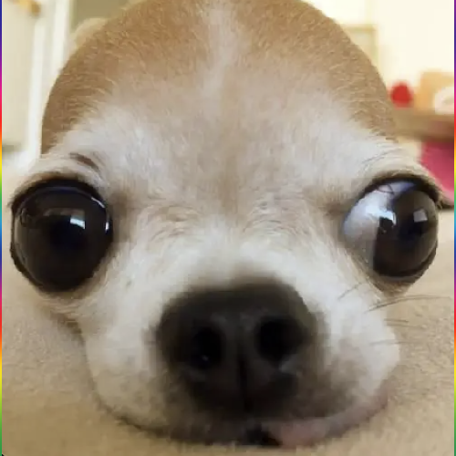 FOMO