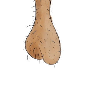 ballsack
