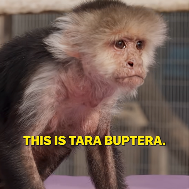 Tara Buptera logo