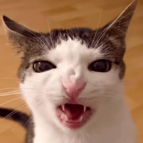 VAMPURR