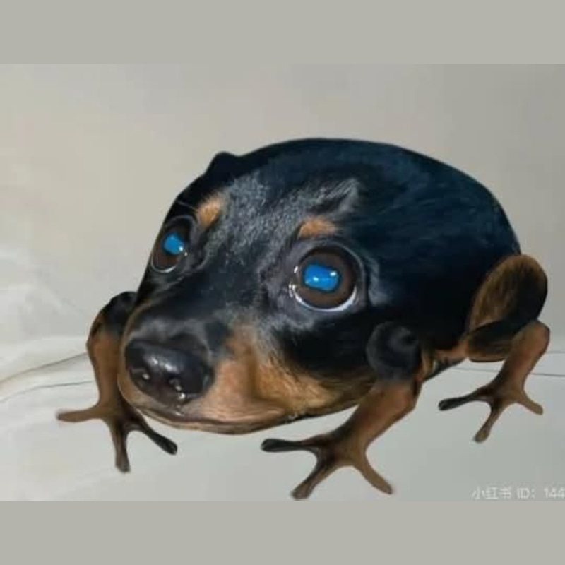 Dog Toad logo