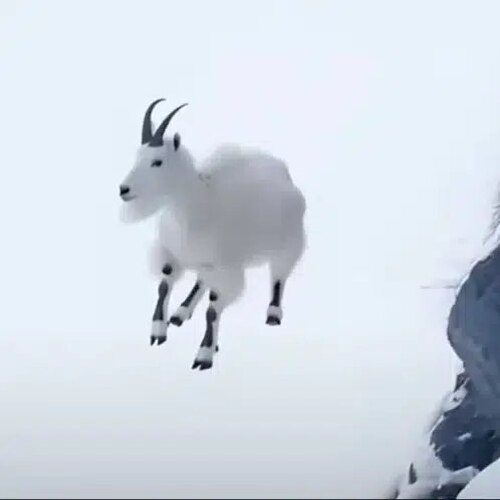 Flying Mountain Goat logo