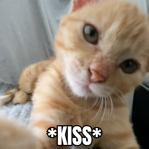 KISS