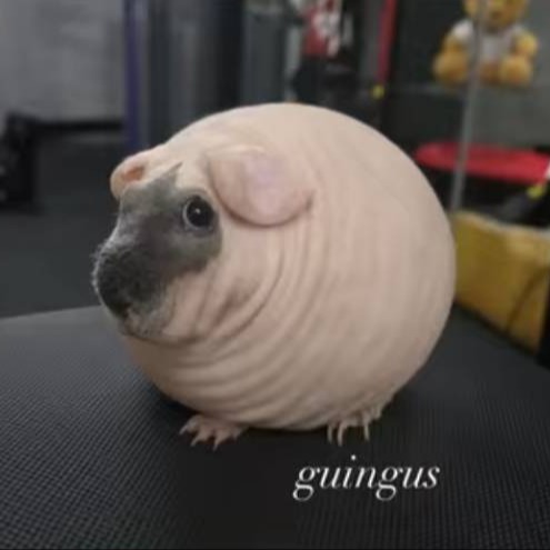 GUINGUS