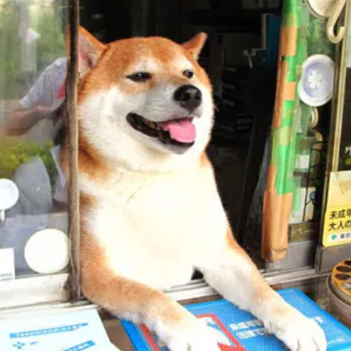 CASHDOG