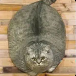 ◎cat