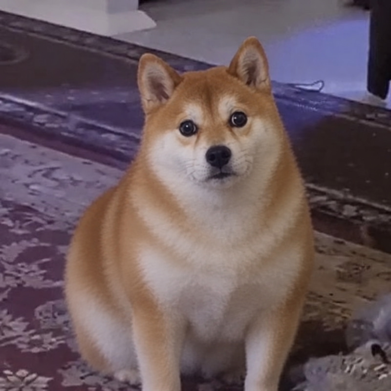 HUHDOG