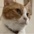 PEPE