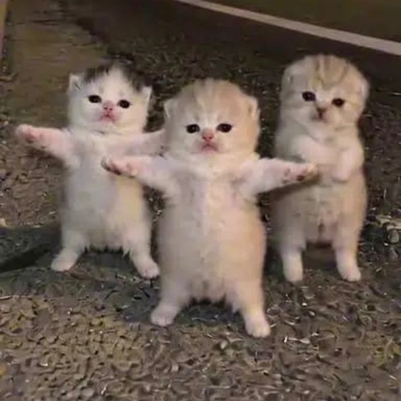 Kittens