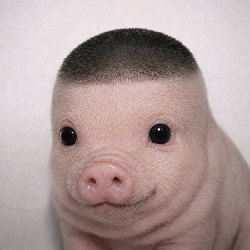 Wigger Piglet logo