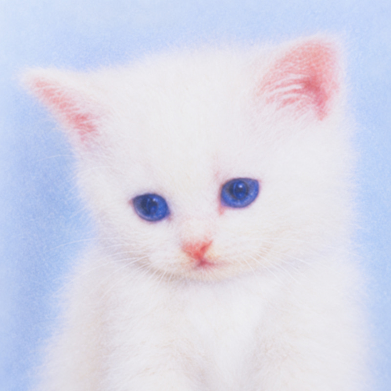 YEEZY CAT logo